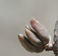 Trichodiadema occidentale