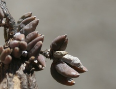 Trichodiadema occidentale