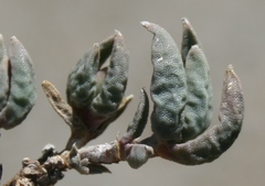 Trichodiadema occidentale