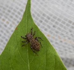 Heliophanus lesserti