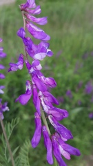 Vicia cracca