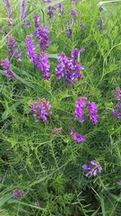 Vicia cracca