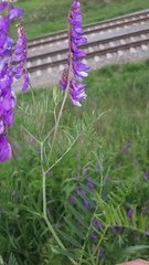Vicia cracca