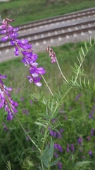 Vicia cracca