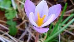 Crocus carpetanus