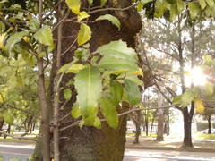 Olmediella betschleriana