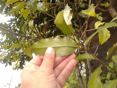 Olmediella betschleriana