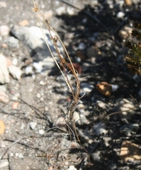 Bulbine filifolia