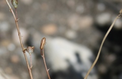 Bulbine filifolia