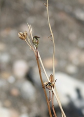 Bulbine filifolia