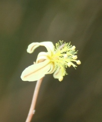 Bulbine filifolia