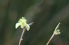 Bulbine filifolia