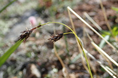 Carex misandra