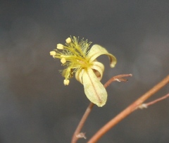Bulbine filifolia
