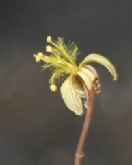Bulbine filifolia