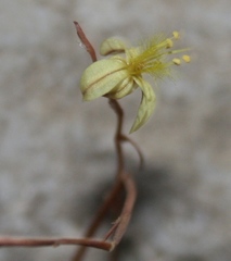 Bulbine filifolia