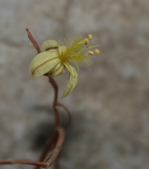 Bulbine filifolia