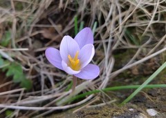 Crocus carpetanus
