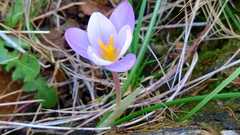 Crocus carpetanus