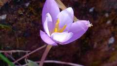 Crocus carpetanus
