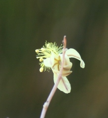 Bulbine filifolia