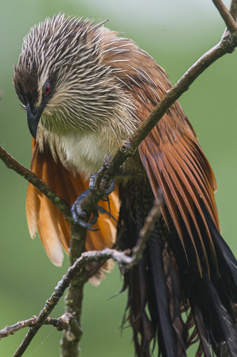 White-browed Coucal