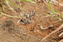 Poyntonophrynus fenoulheti