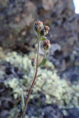 Artemisia furcata