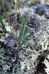 Artemisia furcata