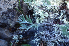 Artemisia furcata