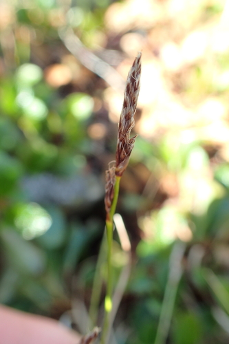 Carex vanheurckii iNat (1)
