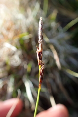 Carex vanheurckii