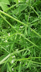 Galium aparine