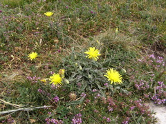 Leontodon biscutellifolius