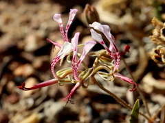 Pelargonium ternifolium