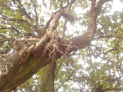 Tillandsia caput-medusae