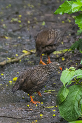 Pternistis squamatus