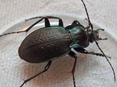 Carabus amplipennis