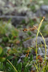 Carex capillaris fuscidula