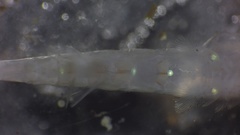 Image of Thysanoessa spinifera