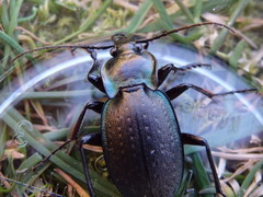 Carabus amplipennis
