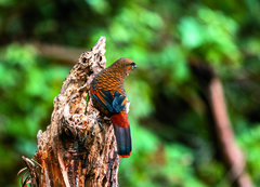 Trochalopteron squamatum