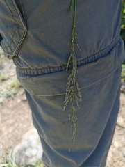 Setaria lindenbergiana