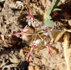 Pelargonium ternifolium
