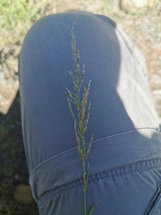 Setaria lindenbergiana