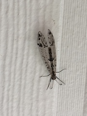 Dendroleon obsoletus