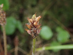 Plantago raoulii
