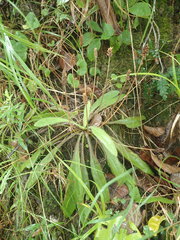 Plantago raoulii