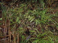 Plantago raoulii
