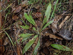 Plantago raoulii